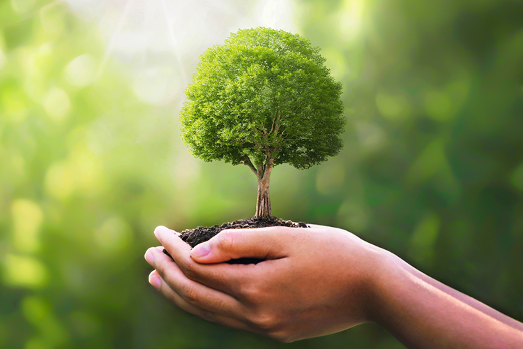 hand holding a little tree